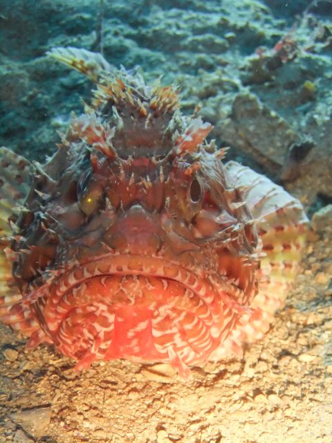 Dubrovnik: 1-Day Diving Package - Equipment, water temperature, and comfort