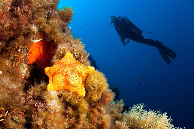 Dubrovnik 1 Dive for Certified Divers - Choosing a site without a fixed route