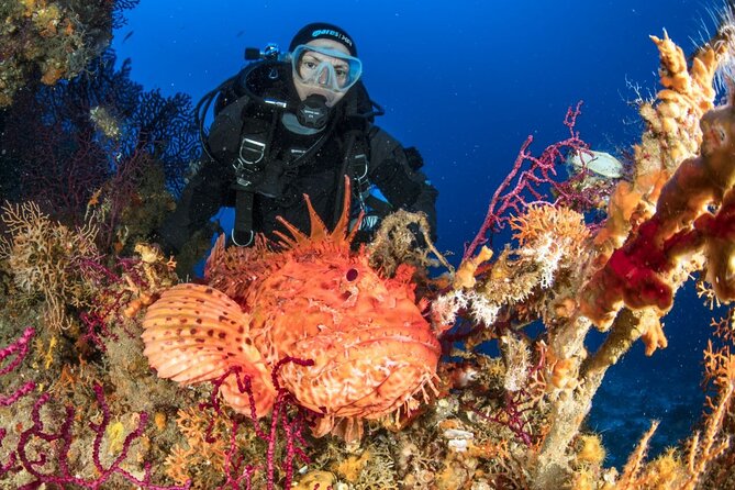 Dubrovnik 1 Dive for Certified Divers - Who should book this experience