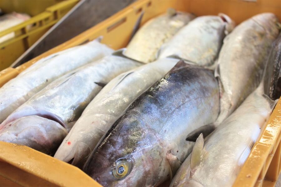 Dubrovnik: Private Cooking Experience with Wine Tasting - Why this private Dubrovnik day works