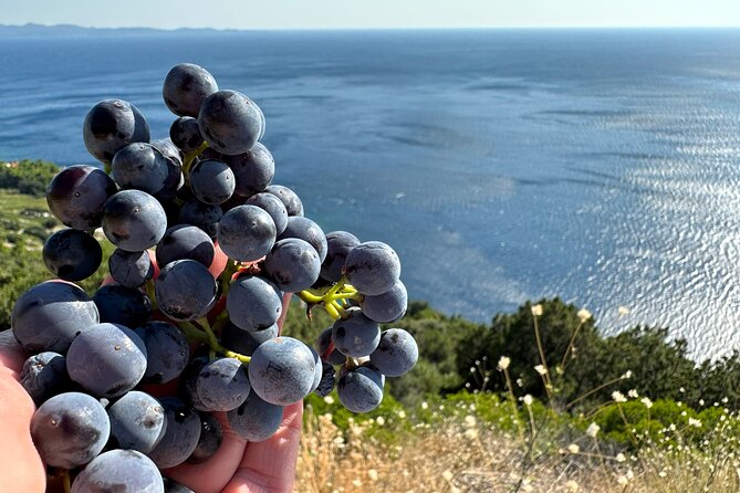Dubrovnik Private Wine Tasting Tour to Peljesac Peninsula - Is the $307.74 price fair?