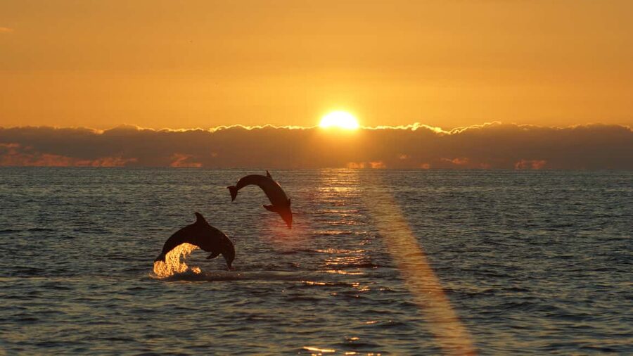 Fazana: Dolphin Finder in Brijuni islands Safari with Dinner - Dinner at a private table