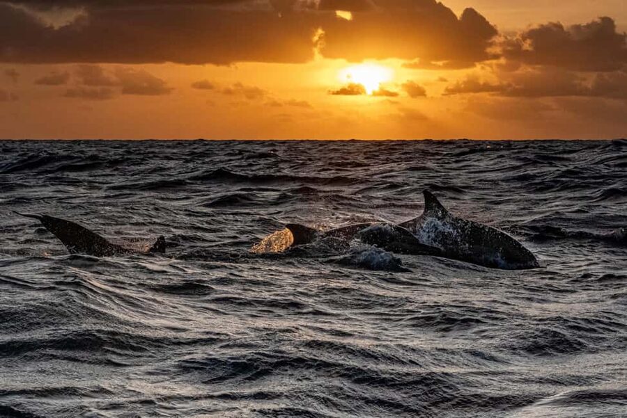 Fazana: Dolphin Finder in Brijuni islands Safari with Dinner - Price and value at $34 per person