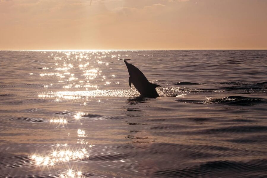 Fazana: Dolphin Finder in Brijuni islands Safari with Dinner - Should you book it?