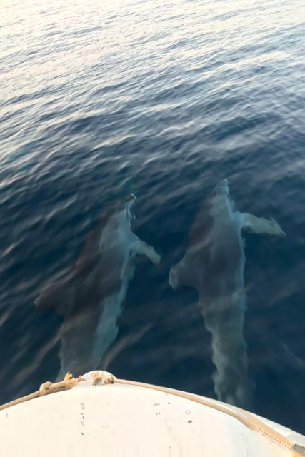 Fazana: Guided Dolphin Watching Sightseeing Cruise at Sunset - A family-friendly boat trip with a few limits