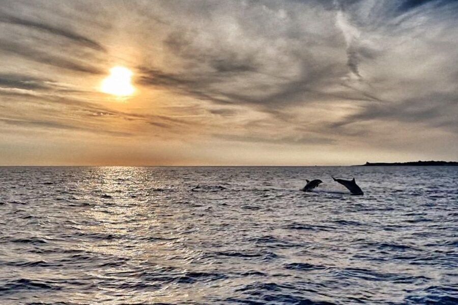 Fazana: Guided Dolphin Watching Sightseeing Cruise at Sunset - What dolphin watching is really like