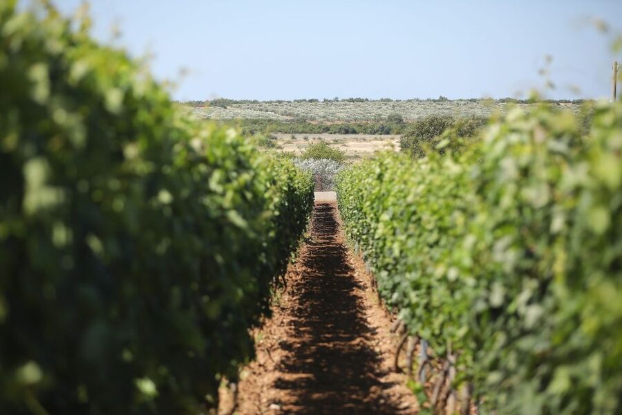 From Biograd: Wine and Olive Oil Tasting in Ražnjevića Dvori - Why the historic setting changes the tasting