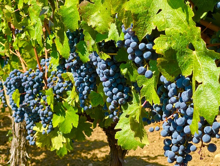 From Biograd: Wine and Olive Oil Tasting in Ražnjevića Dvori - Booking details that make planning easier