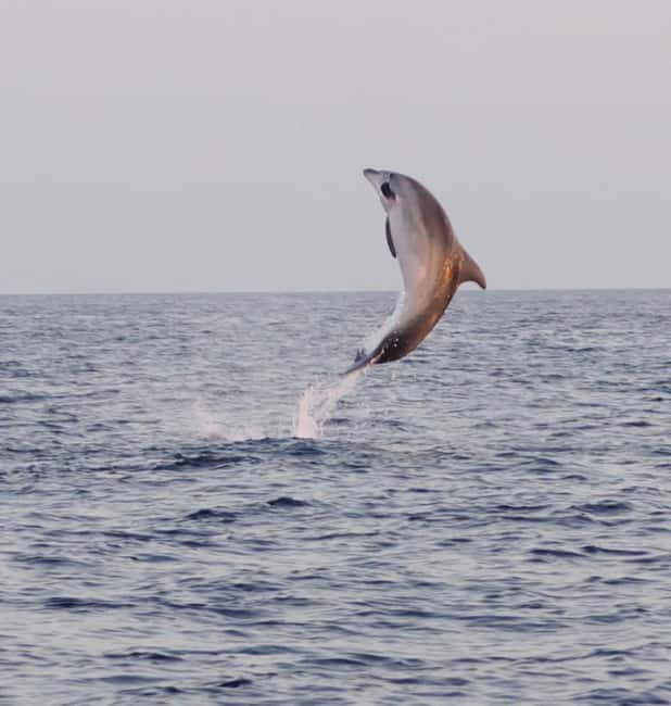 From Fazana: Dolphin watching and snorkeling in Blue Cave - Seagull’s Rocks and the Blue Cave area