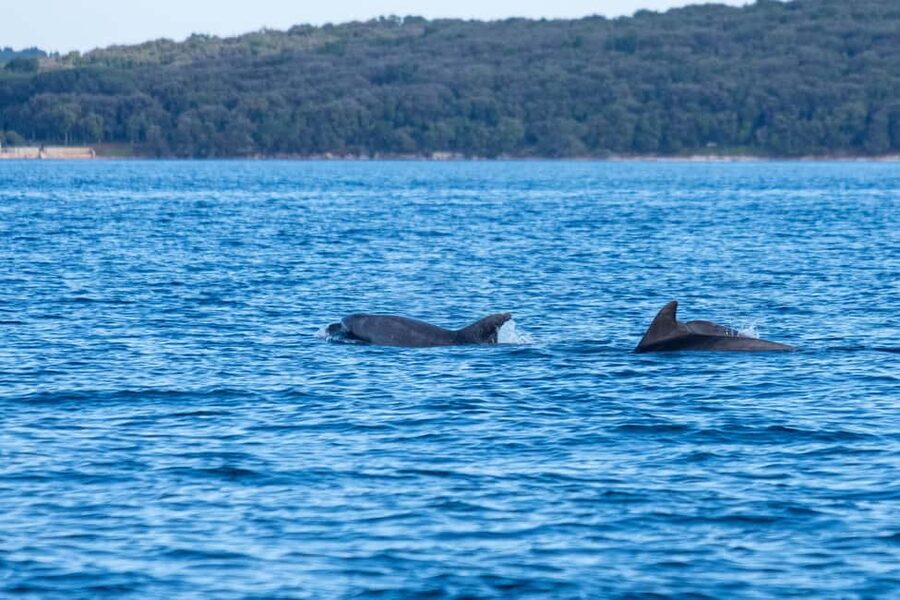 From Fazana: Dolphin watching and snorkeling in Blue Cave - Who will enjoy this boat trip most
