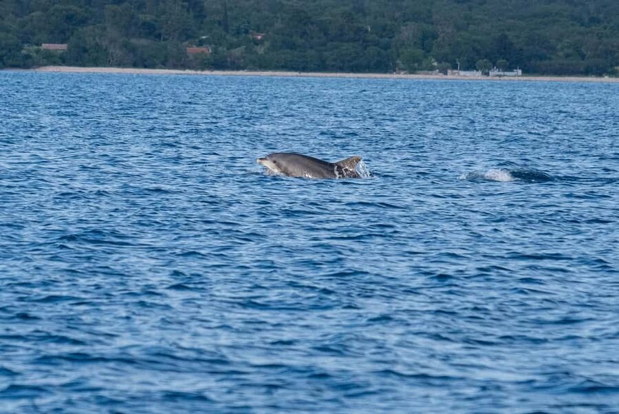 From Fazana: Dolphin watching and snorkeling in Blue Cave - Should you book the Fažana dolphin and snorkeling tour?