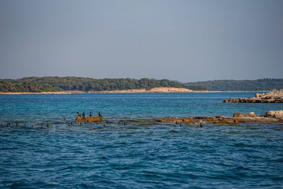 From Fažana: Private boat tour of Brijuni Islands - Who will enjoy this boat trip most?