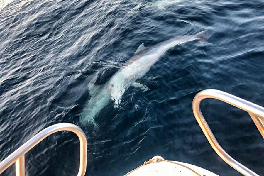 From Fazana: Private sunset dolphin tour - Searching for dolphins in protected water