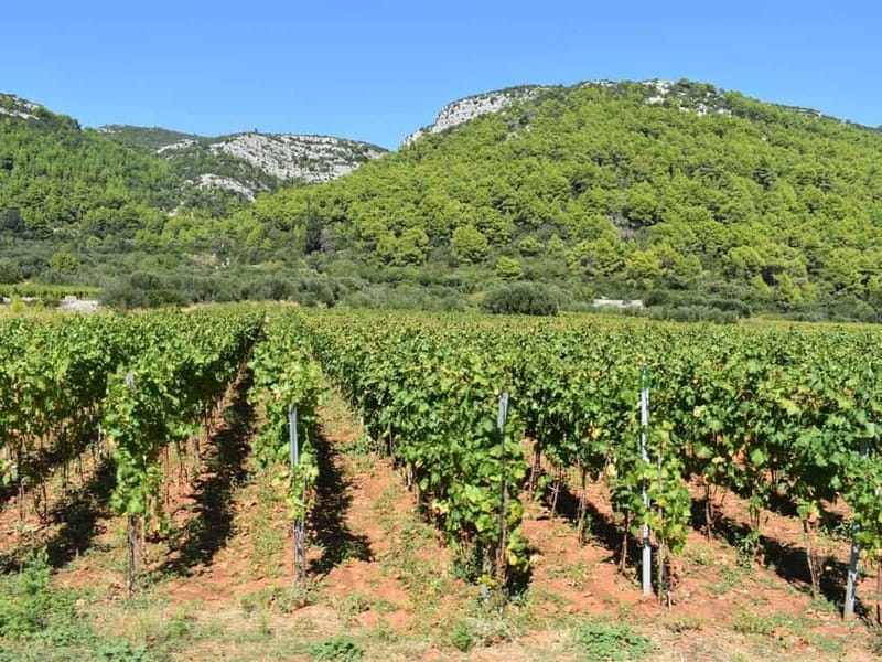 From Korcula Town: Local Wine & Sightseeing Half-Day Tour - Vineyard roads and the final tasting table