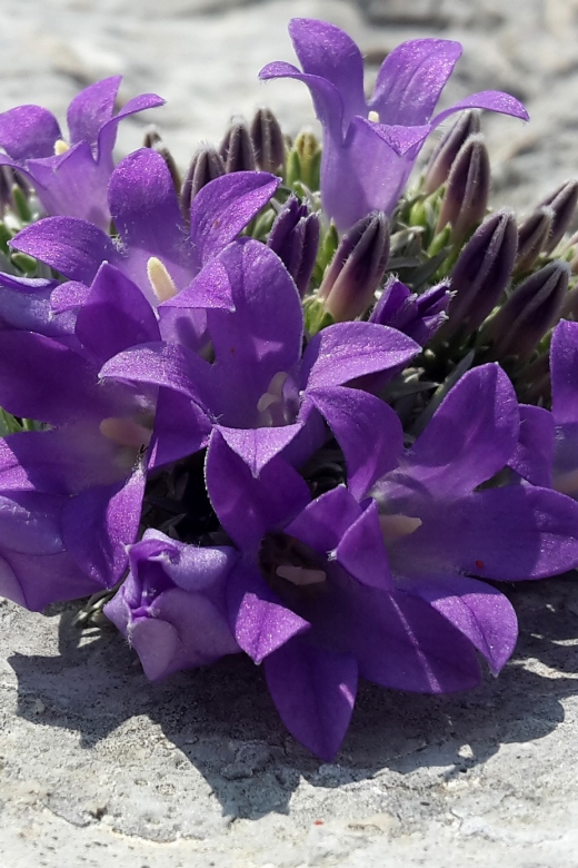 From Makarska: Biokovo Nature Park Guided Tour with Skywalk - Key points at a glance