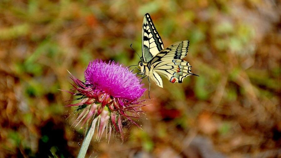 From Makarska: Biokovo Nature Park Guided Tour with Skywalk - Who should book this mountain outing?