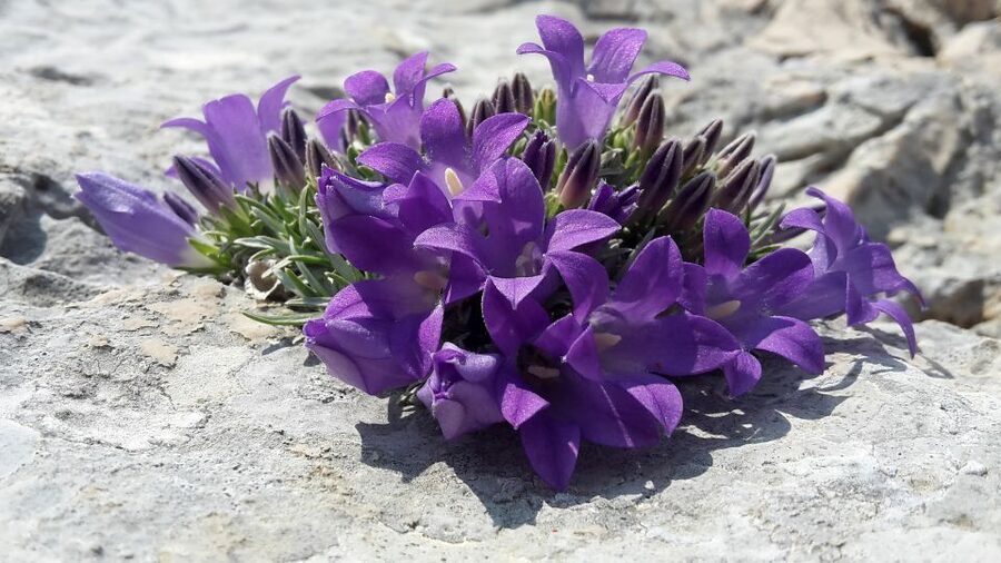 From Makarska: Biokovo Nature Park Guided Tour with Skywalk - Why the guiding makes a difference