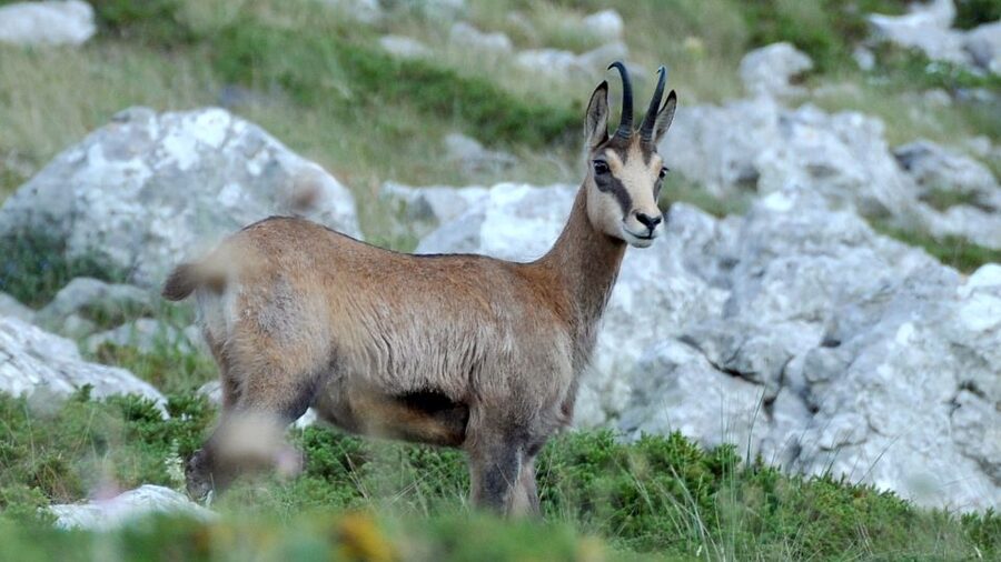 From Makarska: Biokovo Nature Park Guided Tour with Skywalk - The first view at 800 meters