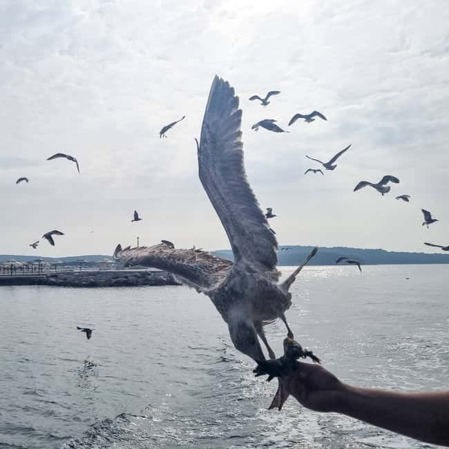 From Poreč: Boat Day Trip to Rovinj with Fish Lunch - Leaving Poreč aboard the Kristofor