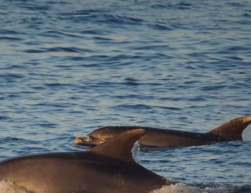 From Poreč: Evening Dolphin Cruise with Welcome Drink - What the $35 price includes