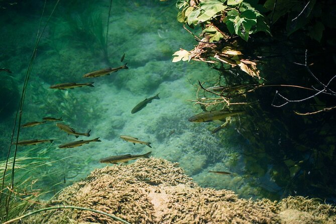From Split: Krka Waterfalls, Food & Wine Tasting Tour - The boat ride and the arrival in Skradin