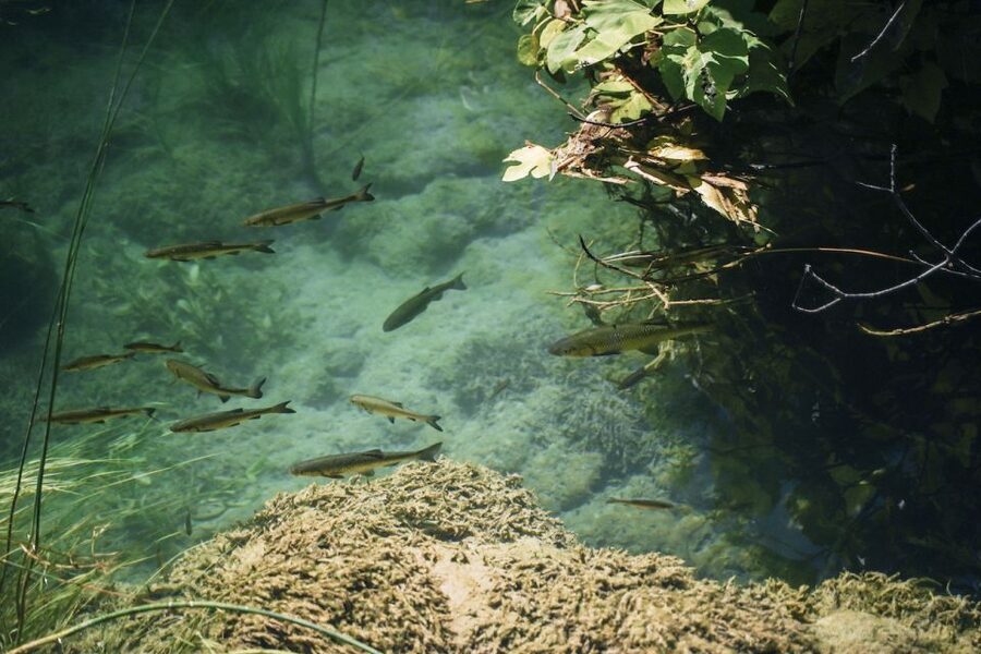 From Split: Krka Waterfalls, Food & Wine Tasting Tour - Practical advice for a smoother day
