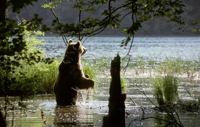 From Split or Trogir: Plitvice Lakes Private Tour - Why Plitvice is worth the long ride