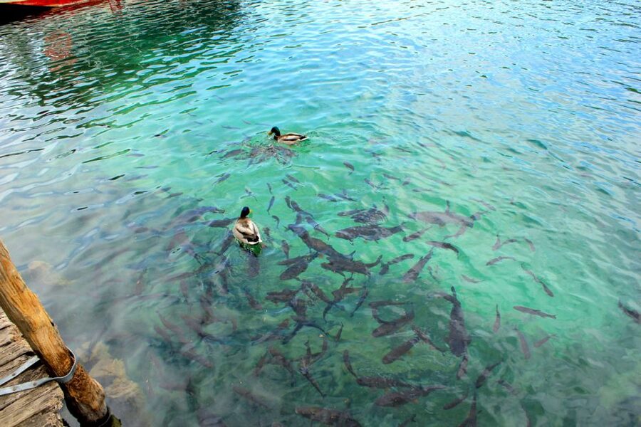 From Split: Plitvice Lakes Fully-Guided Day Tour - Why Plitvice is worth a full day from Split
