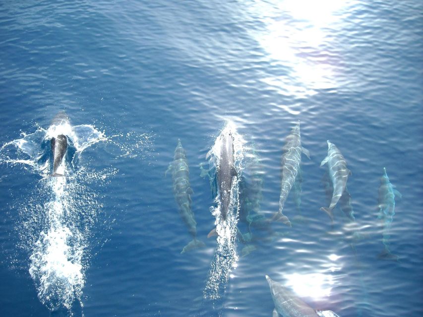 From Vrsar: Lim Bay, Pirate Cave and Rovinj Visit - Returning to Vrsar by boat