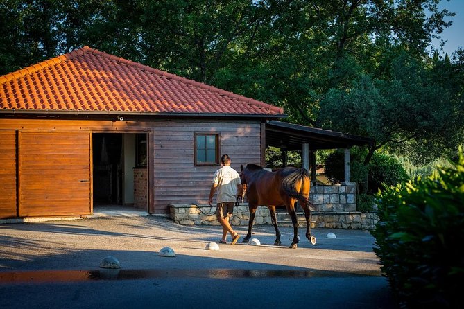 Horseback Riding in Konavle Region with Transport from Dubrovnik - What the ride feels like for beginners