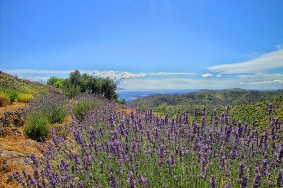 Hvar: Island tour with Wine and Olive Oil Tasting - Old roads reveal Hvar beyond the harbor