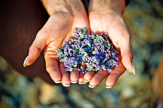 Hvar Lavender Small Group Tour - Key points to know before you book