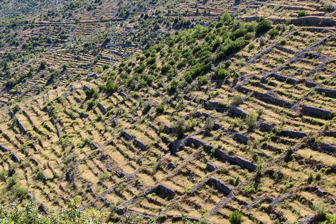Hvar Lavender Small Group Tour - What the local guide adds
