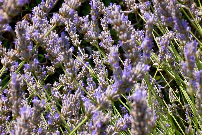 Hvar Lavender Small Group Tour - Why the small group size matters