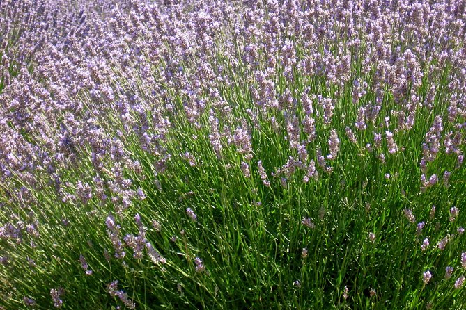 Hvar Lavender Small Group Tour - Pickup, meeting point, and the two-hour schedule