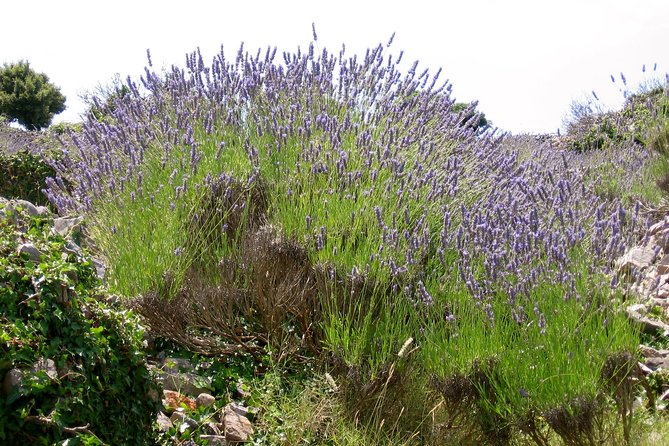 Hvar Lavender Small Group Tour - Velo Grablje and the taste of lavender cheesecake