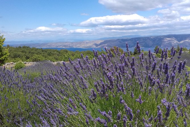 Hvar Lavender Tour - Hvar’s lavender country is not just about flowers