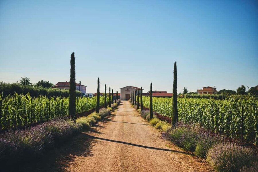 Istria: Pervino wine tasting - A family winery in Novigrad with a personal touch