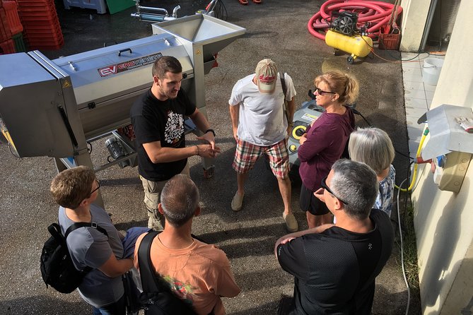 Istrian tapestry - gourmet tour combining wine, truffles and olive oil - A small-group ride from Rovinj