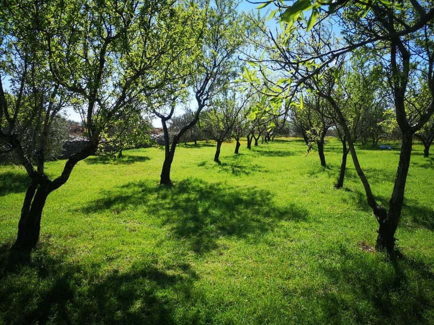 Kastela: Wine & Olive Tasting Tour w/Delicacies & Live Music - A farm visit with more than a wine tasting