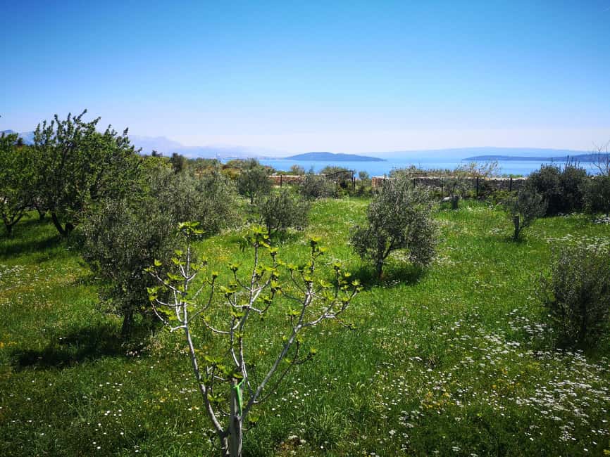 Kastela: Wine & Olive Tasting Tour w/Delicacies & Live Music - Bijaći, an important local setting
