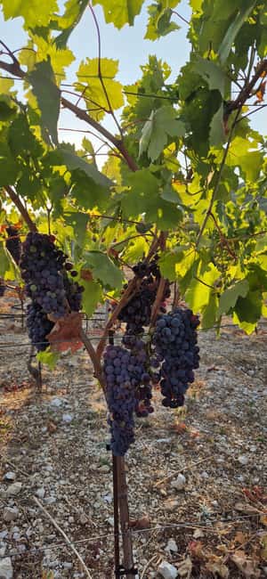 Kastela: Wine & Olive Tasting Tour w/Delicacies & Live Music - A Dalmatian table under the pergola