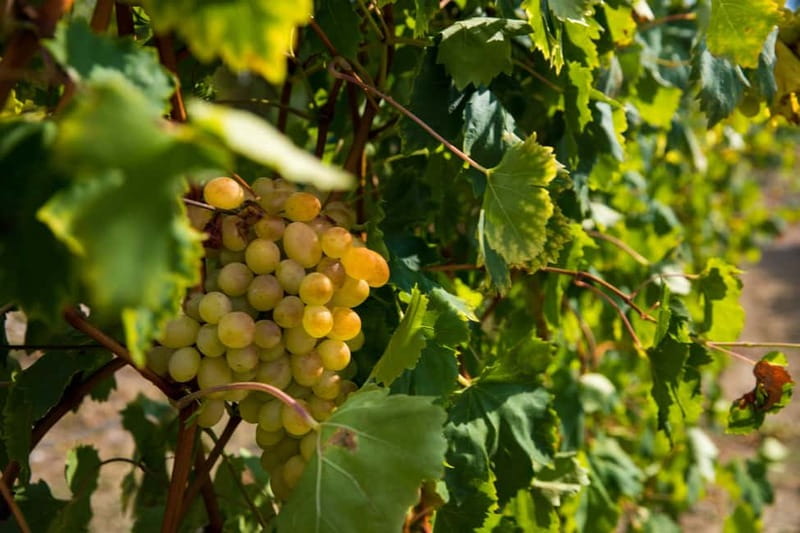 Konavle Valley: Tour with Wine Tasting from Dubrovnik - Timing, group comfort, and practical limits