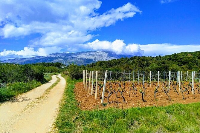 Korcula Bike & Wine Tour | Wine Tasting in Lumbarda - The 10-kilometer ride through Lumbarda’s countryside