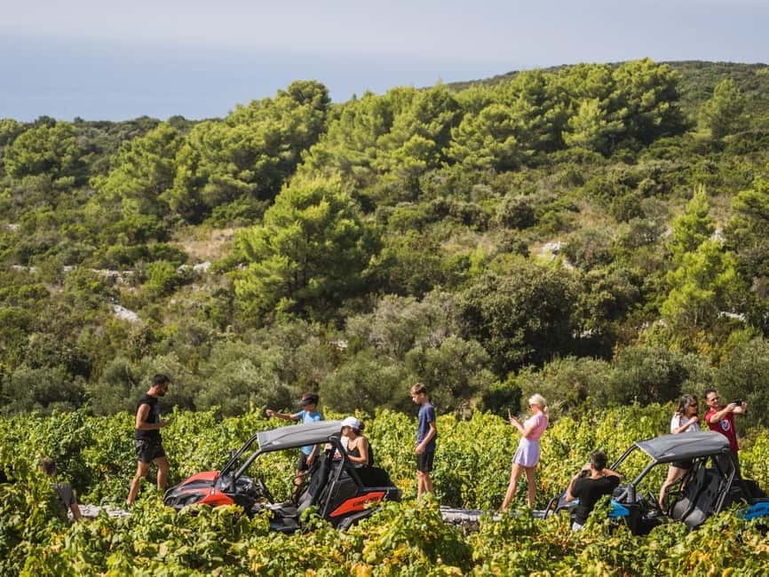 Korcula Buggy Safari With Wine Tasting - Vineyards, olive trees, and the second beach