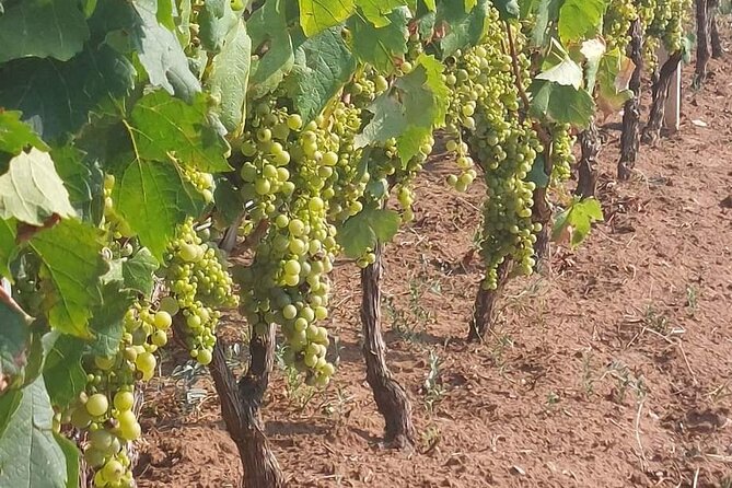 Korčula for Wine Lovers - Pošip and Grk Wines Private Tour - The drive through Lumbarda, Žrnovo, and Korčula Town