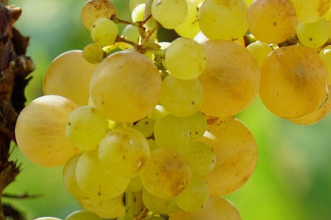 Korčula for Wine Lovers - Pošip and Grk Wines Private Tour - Is $276.86 per person a fair price?