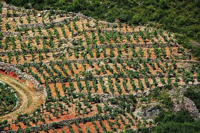Korčula & Ston: Island Charms, Pelješac Delights & Wine Tasting - Who should book this Korčula day trip?