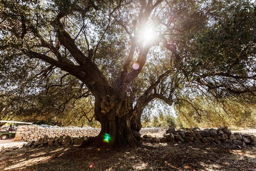 Krk:Rab & Pag Boat Trip with Swimming & City Tour with lunch - Lun on Pag and its ancient olive trees