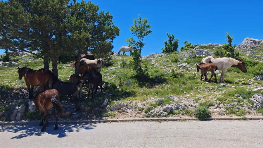 Makarska: Buggy Skywalk and Biokovo Tour - A picnic with local food at the top